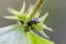 Pied shield bug on deadnettle