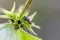 Pied shield bug on deadnettle