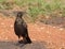 Pied Starling