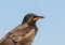 Pied starling close-up (Lamprotornis bicolor) in South Africa.