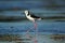 Pied stilt alighted in the mud