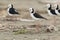 Pied Stilt in Australasia