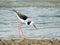 Pied Stilt on Beach