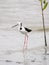 Pied Stilt at Cairns Esplanade