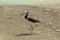 A pied stilt, a delicate waterbird, at a lake`s edge