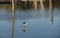 Pied stilt feeding in a lake.