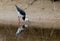 A Pied Stilt Foraging for Food in a New Zealand Estuary