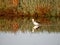 Pied Stilt (Himantopus leucocephalus), Coodanup, Western Australia