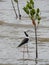 Pied Stilt Inspecting Mangrove