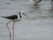 Pied Stilt Near Waders