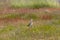 A Pied Stilt in New Zealand