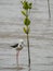 Pied Stilt Next to Mangrove