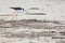 Pied Stilt on a sandy beach