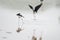 Pied stilts fighting.