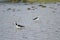 Pied stilts Himantopus leucocephalus.