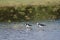 Pied stilts Himantopus leucocephalus.