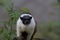 Pied Tamarin