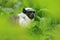 Pied tamarin