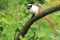 Pied tamarin