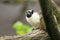 Pied tamarin