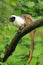 Pied tamarin