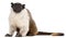 Pied tamarin, Saguinus bicolor, 4 years old