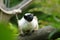 Pied tamarin (Saguinus bicolor)