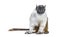 Pied tamarin, Saguinus bicolor, isolated