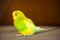 Pied vibrant parakeet, budgerigar, yellow and green