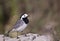 Pied Wagtail