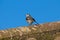 Pied Wagtail bird, Motacilla alba, perched on a rooftop