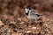 Pied Wagtail on a Brown Seaweed Beach