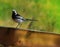 Pied Wagtail on Fence