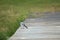 Pied wagtail on a footbridge at the water\\\'s edge. Songbird on the shore of a lake