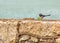 Pied Wagtail (Motacilla alba)