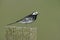 Pied wagtail, Motacilla alba yarrelli