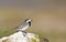 Pied Wagtail on a Rock (Motacilla alba)