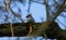 Pied wagtail sitting on a limb of a tree