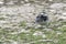 Pied wagtail, stunning british wildlife