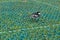 Pied Wagtail walking on the ground in England