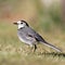 pied wagtail in winter colours on grass