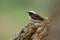 Pied Wheatear - Oenanthe pleschanka in Romania, mountain, sitting on the rock