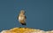 Pied Wheatear perched on a rock against blue background