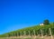 Piedmont hills in Italy with scenic countryside, vineyard field and blue sky