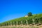 Piedmont hills in Italy with scenic countryside, vineyard field and blue sky