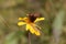 Piedmont ringlet butterfly, Erebia meolans