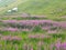 Piemonte - Purple loosestrife flower growing on alpine pasture along a scenic mtb trail along ancient pathway