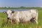 Piemontese cow in a colorful meadow on Texel island