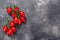 Piennolo del Vesuvio Italian heirloom tomatoes in clusters on the vine atop dark grey textured backdrop w/ copy space, top view