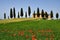 Pienza, Tuscany - June, 2019: Beautiful Tuscany landscape, farmland I Cipressini. Italian cypress trees and red poppies on foregro